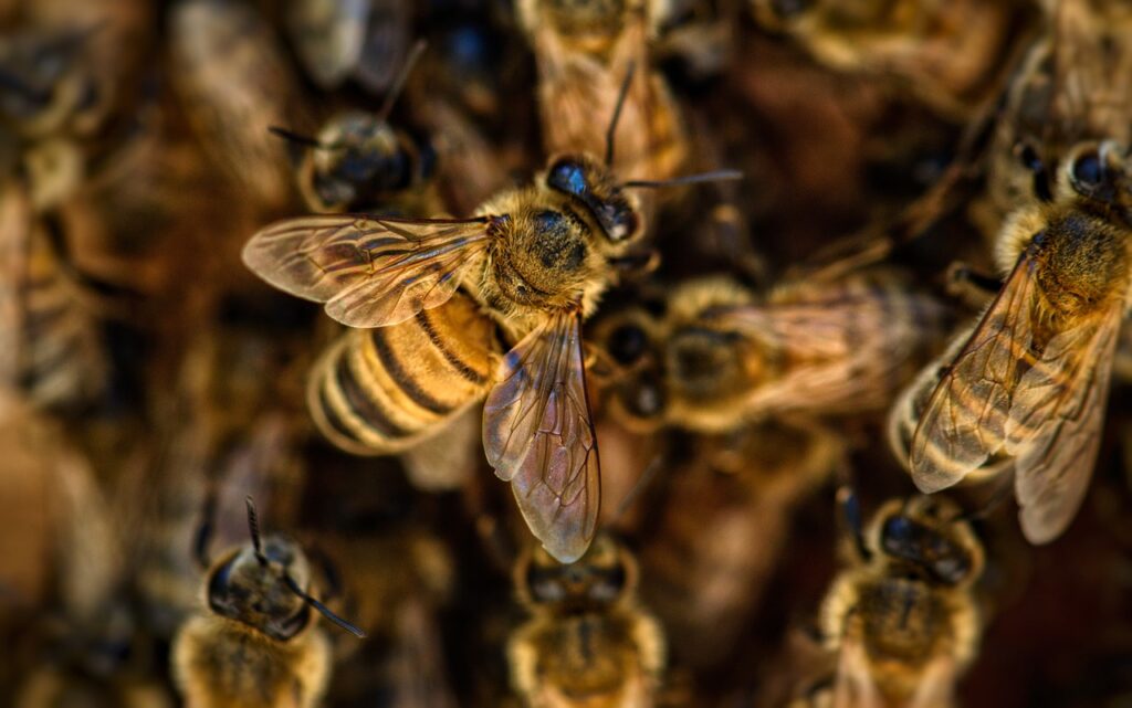 jak pozbyć się pszczół z domu