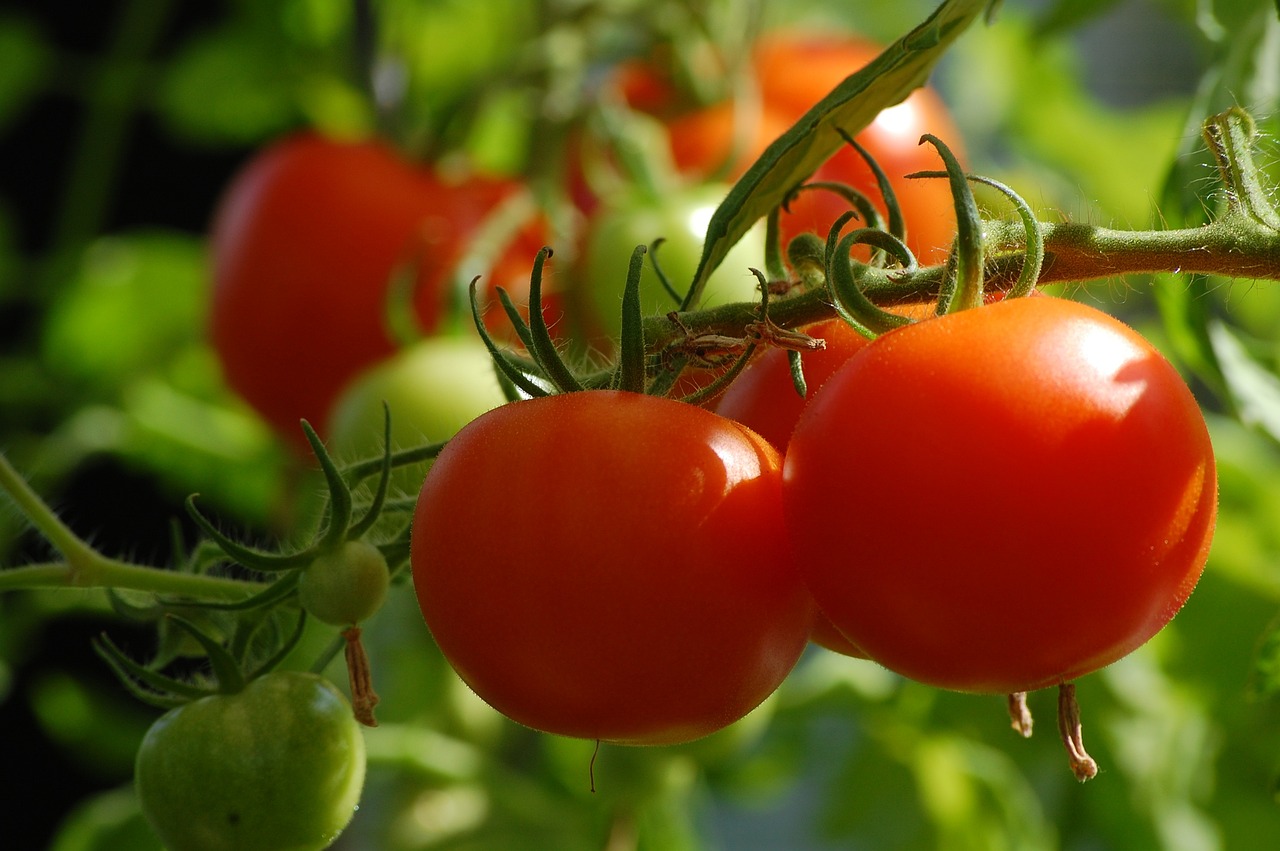 Jak uprawiać ogród warzywny na balkonie – Przewodnik krok po kroku